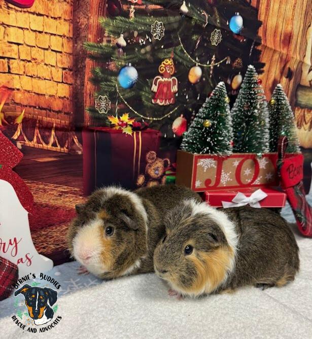 Enlarge Obi-Wan and Bean, a ADOPTABLE Guinea Pig in Huntington, WV image 2/6