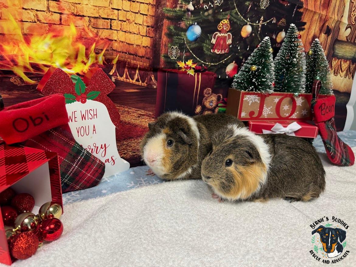 Enlarge Obi-Wan and Bean, a ADOPTABLE Guinea Pig in Huntington, WV image 6/6
