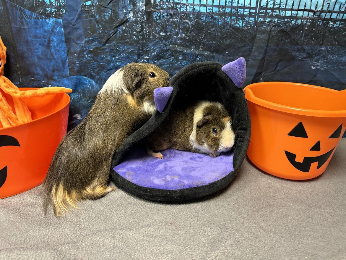 Enlarge Obi-Wan and Bean, a ADOPTABLE Guinea Pig in Huntington, WV image 5/6