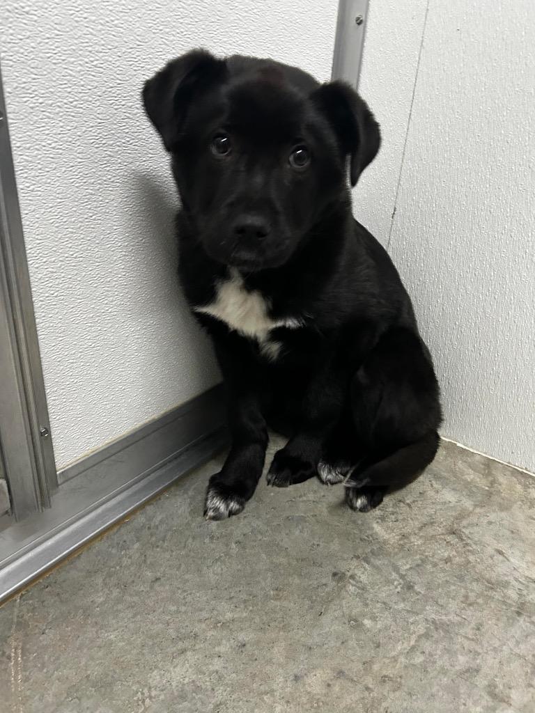 Knox, Adoptable, Puppy Male Husky.