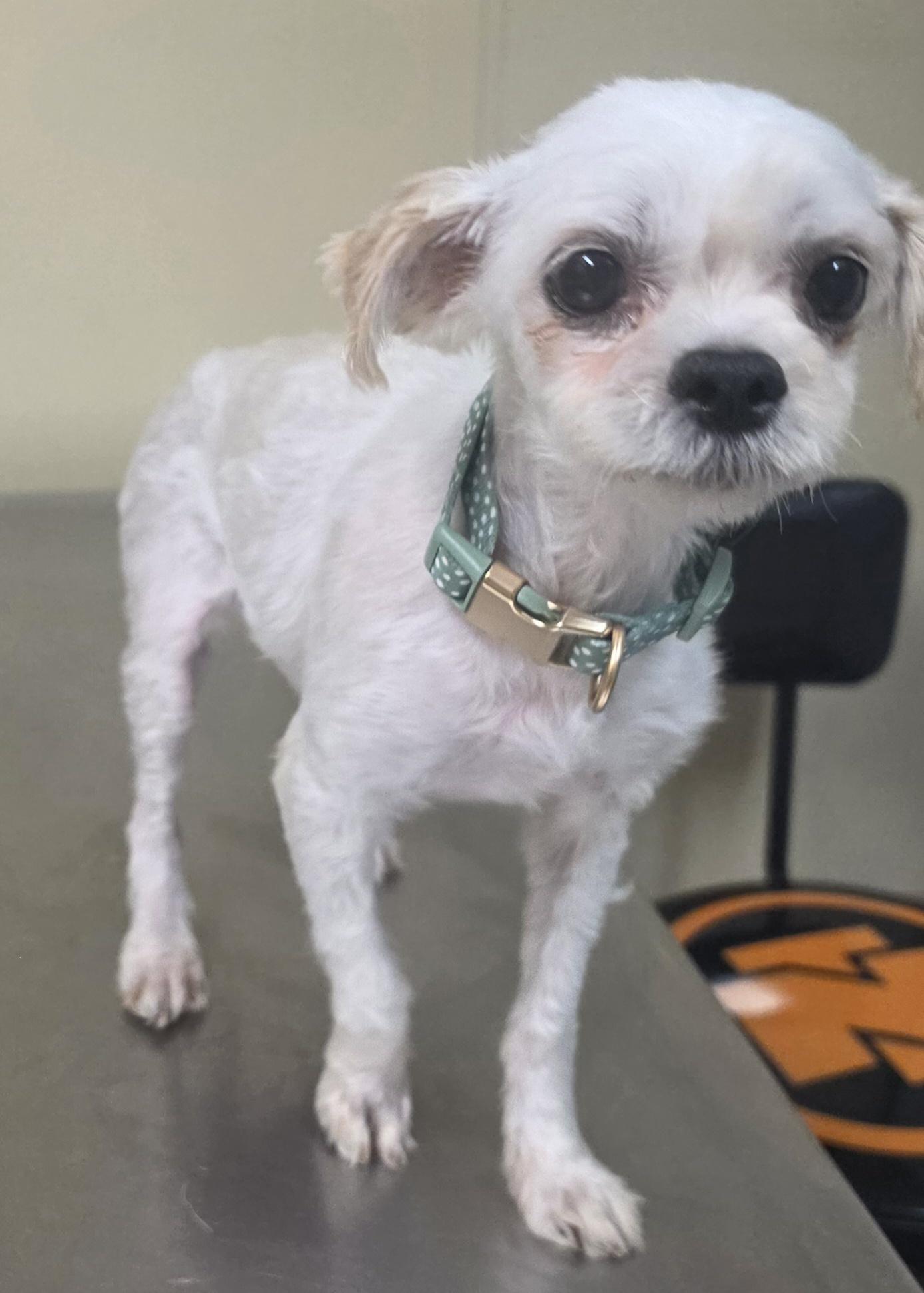 Enlarge Peanut, an adopted mixed breed in Brainerd, MN image 1/1