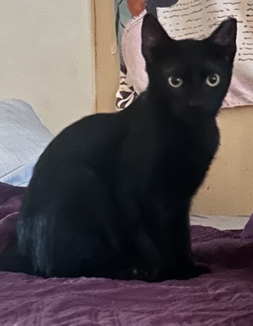 Enlarge Ezequiel, a Adoptable Bombay in Porter, TX image 1/1