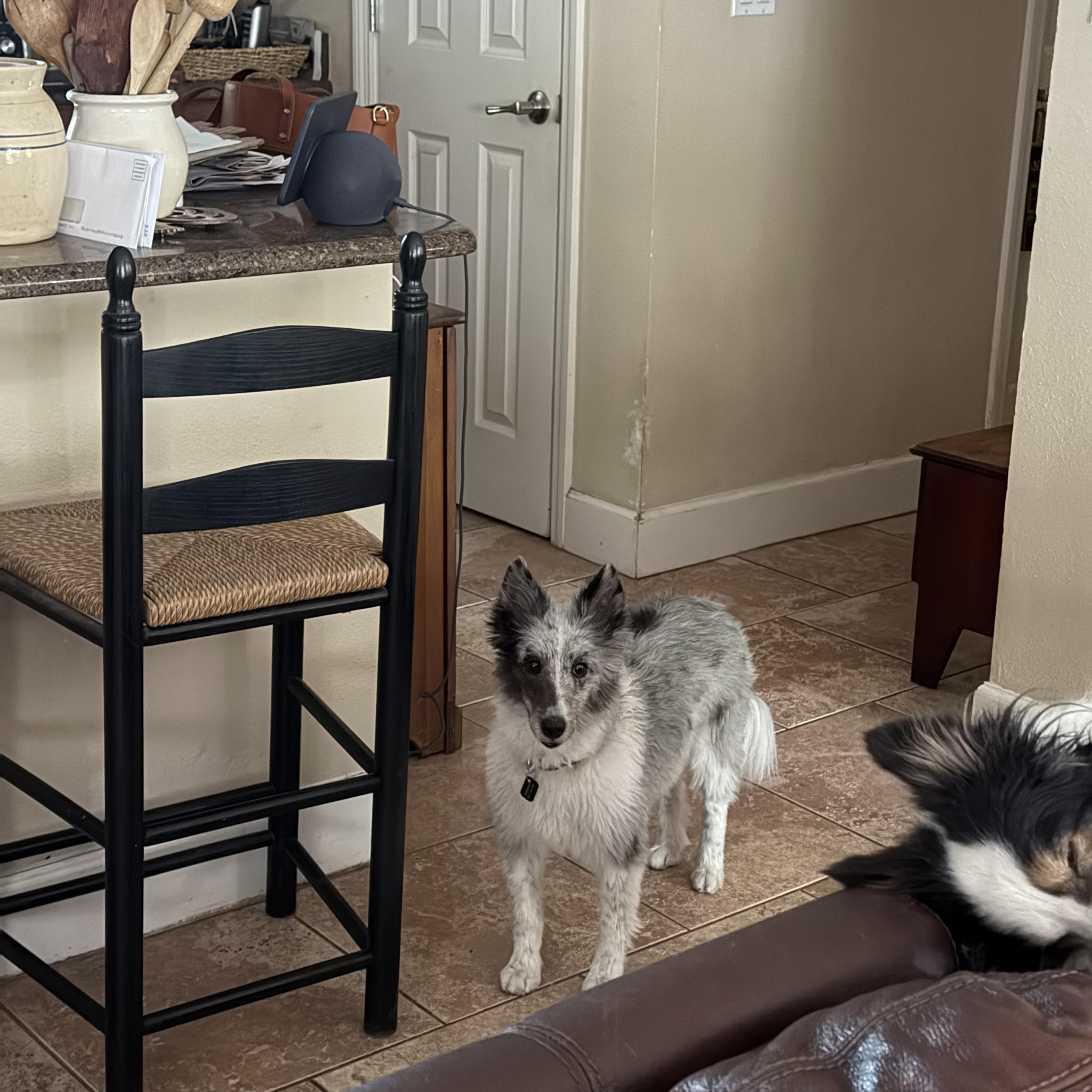 Callie, a ADOPTABLE Shetland Sheepdog / Sheltie in Palm Bay, FL image 2/4