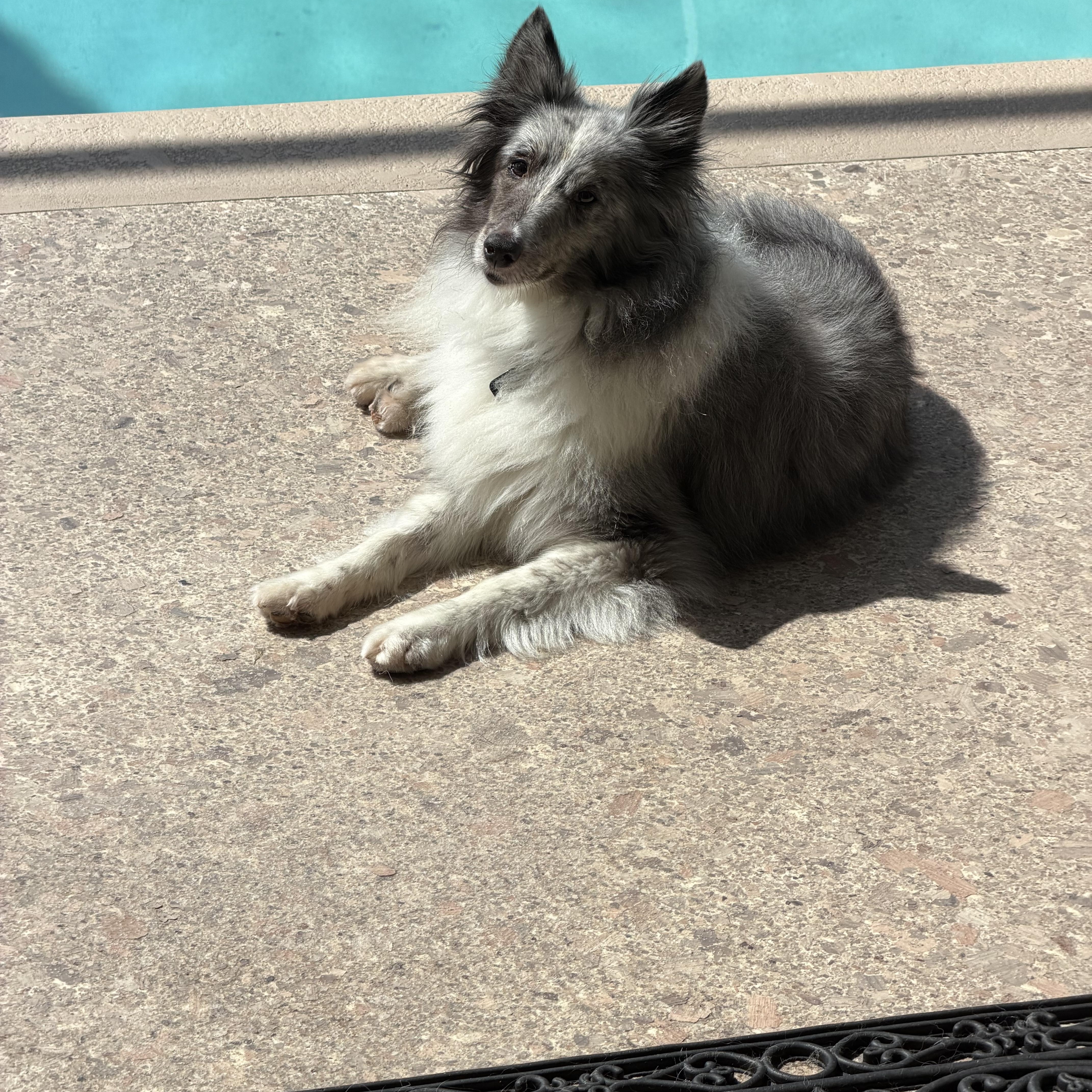 Enlarge Callie, a Adoptable Shetland Sheepdog / Sheltie in Palm Bay, FL image 4/4