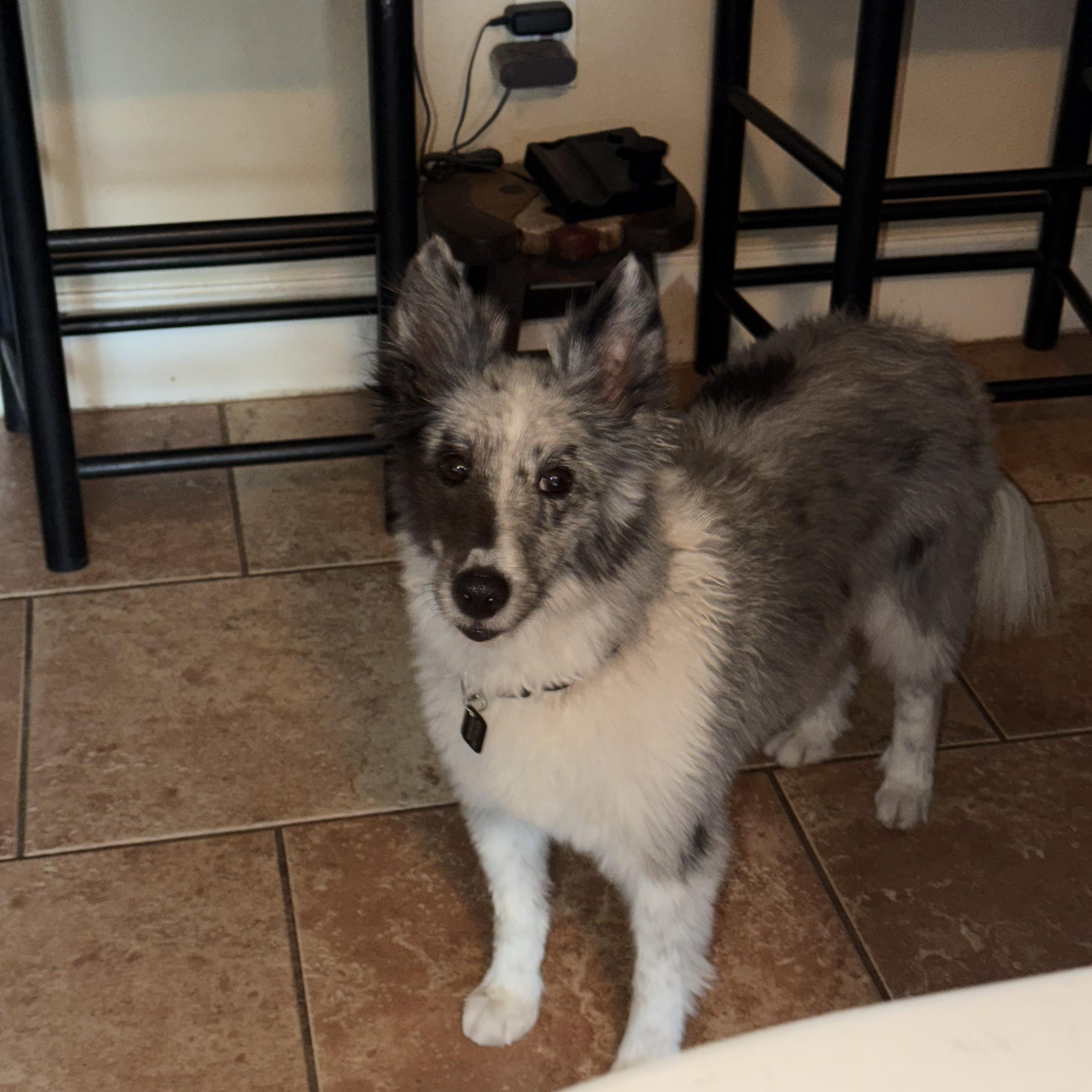 Callie, ADOPTABLE, Adult Female Shetland Sheepdog / Sheltie.