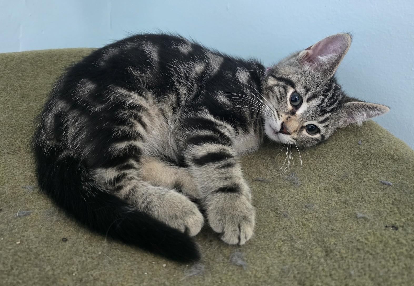 Enlarge Perougie, a Adoptable Domestic Short Hair in Guelph, ON image 2/2