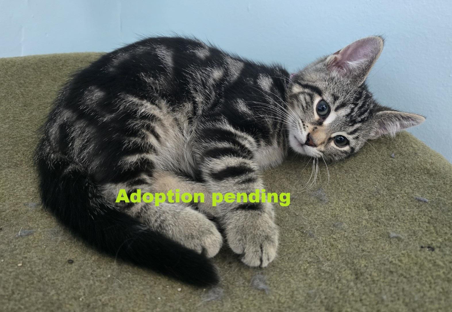 Perougie, Adoptable, Kitten Male Domestic Short Hair.