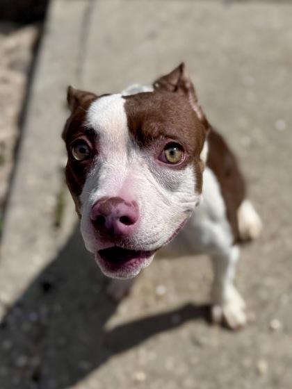 Ooska Oooska, Adoptable, Adult Female Pit Bull Terrier & Mixed Breed.