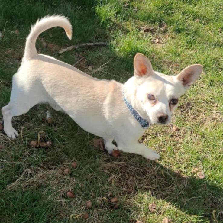 McDreamy, a Adoptable Chihuahua in Somerville, MA image 6/6