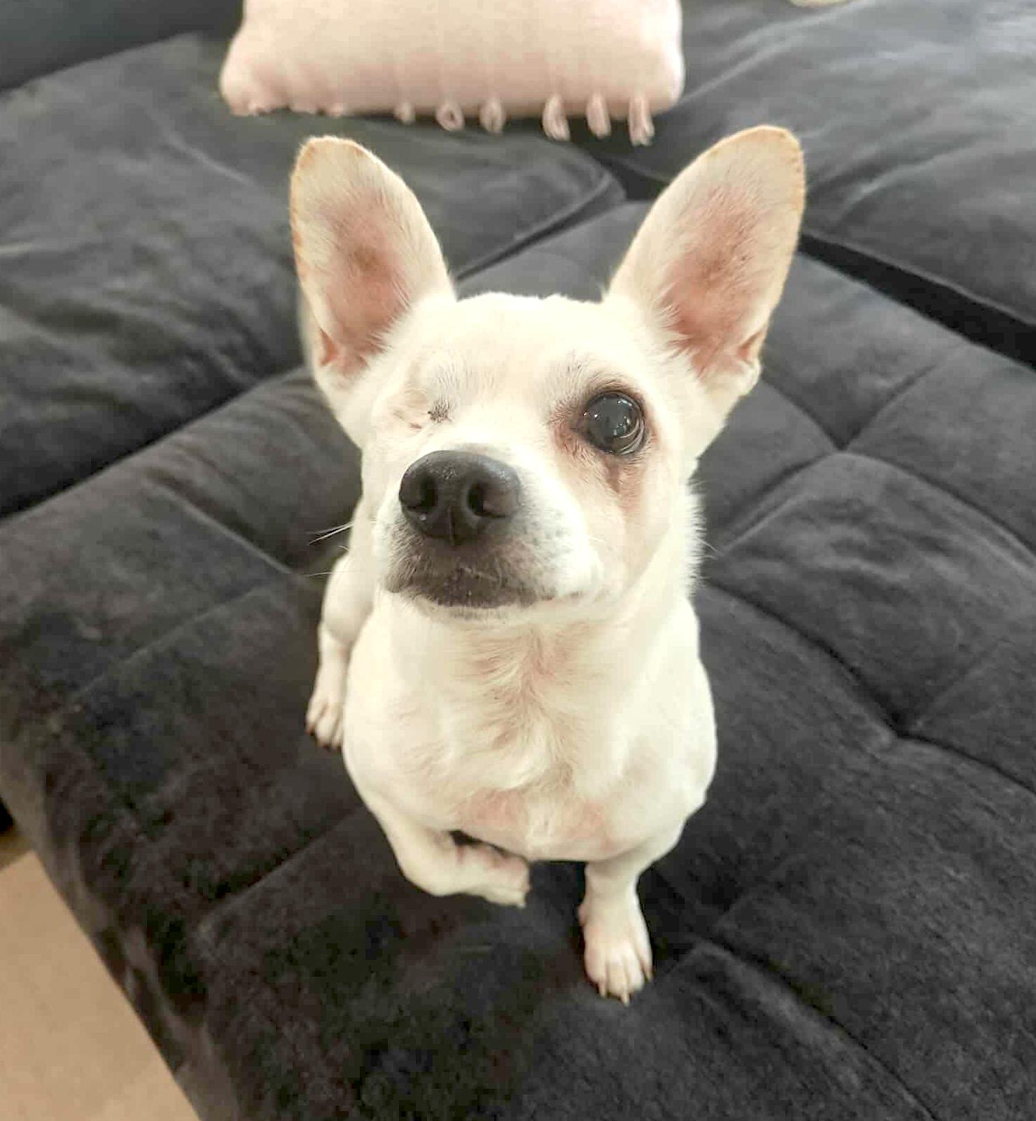 McDreamy, Adoptable, Adult Male Chihuahua.