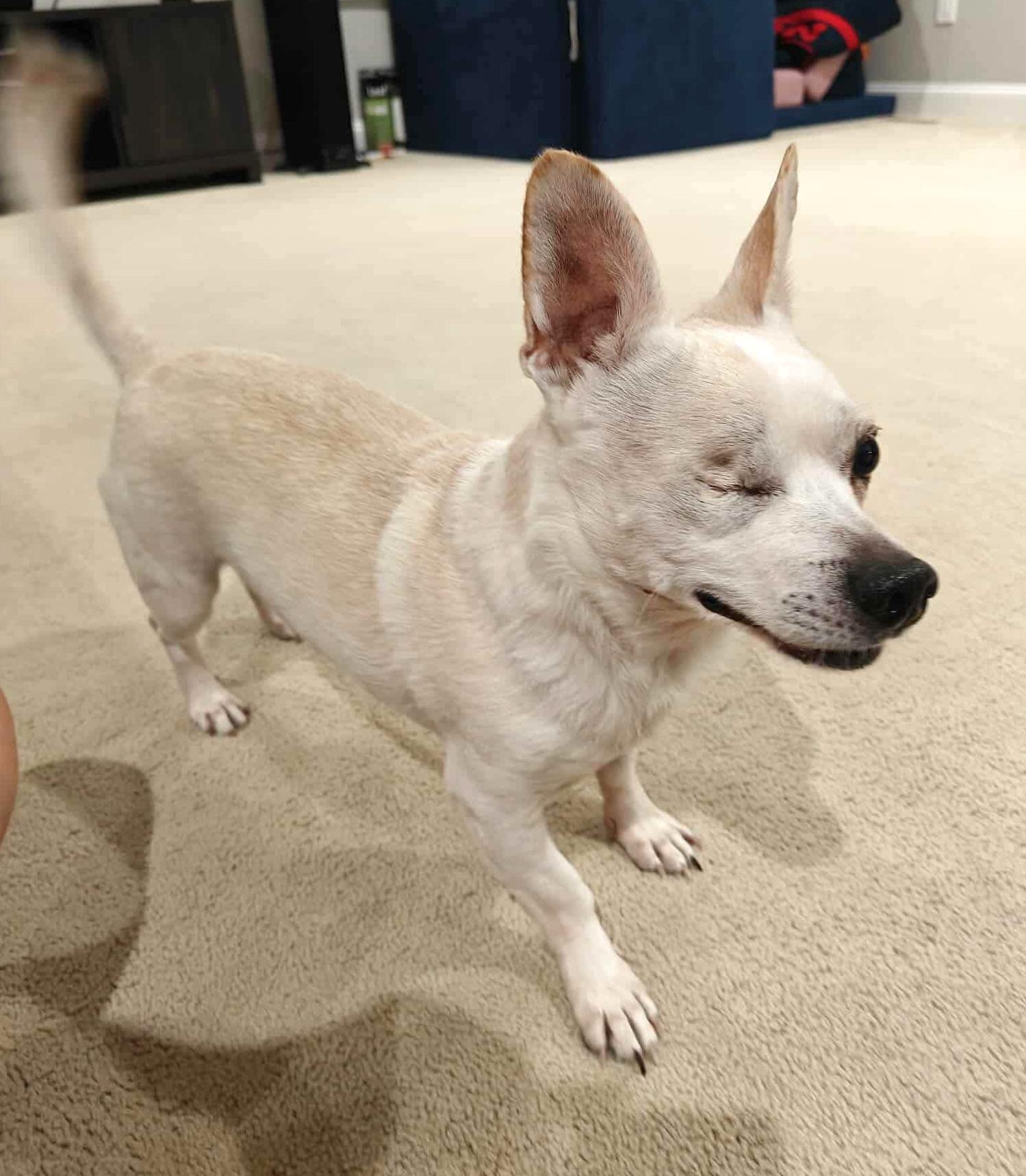 McDreamy, a Adoptable Chihuahua in Somerville, MA image 3/6