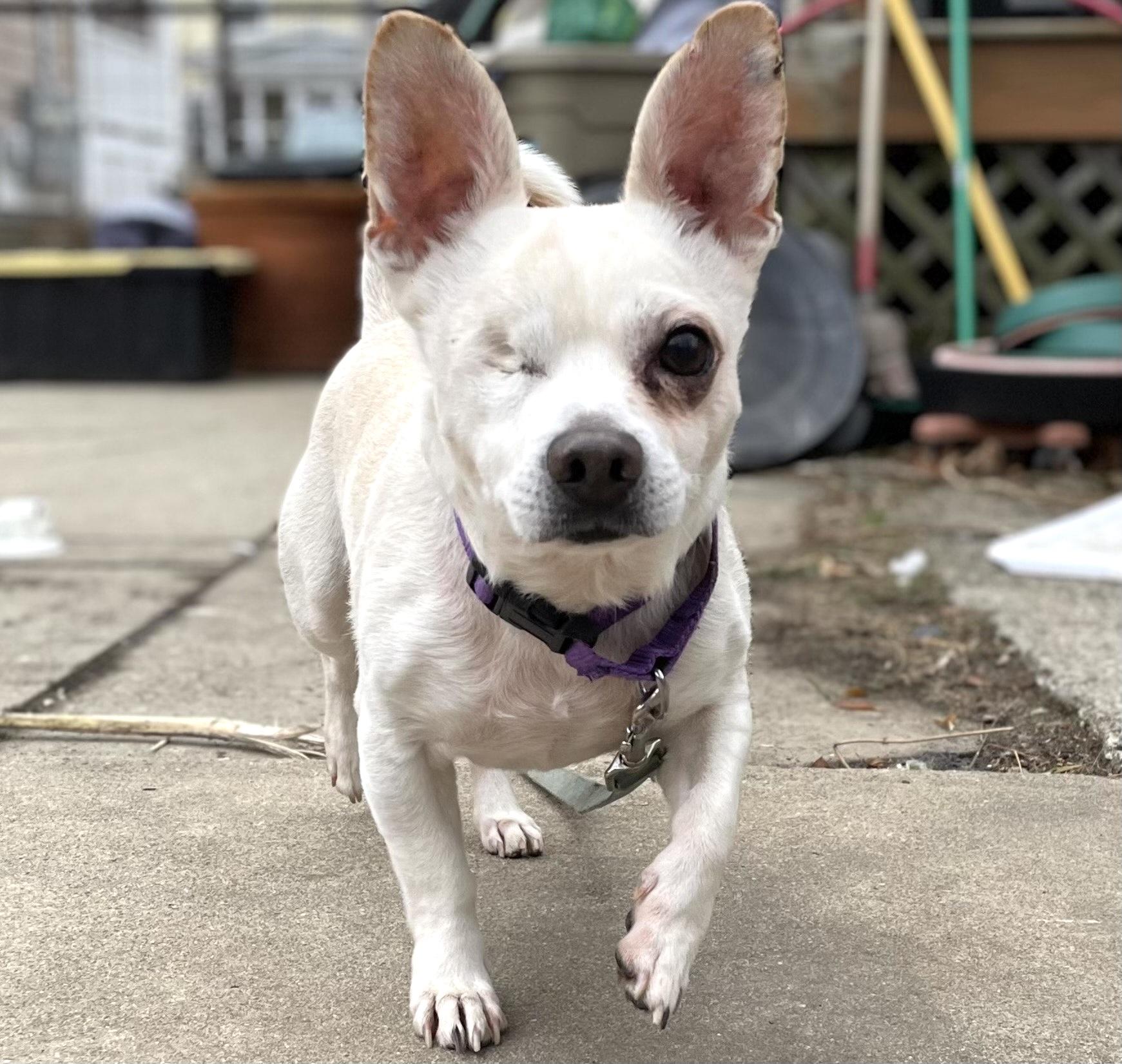 Enlarge McDreamy, a Adoptable Chihuahua in Somerville, MA image 2/6