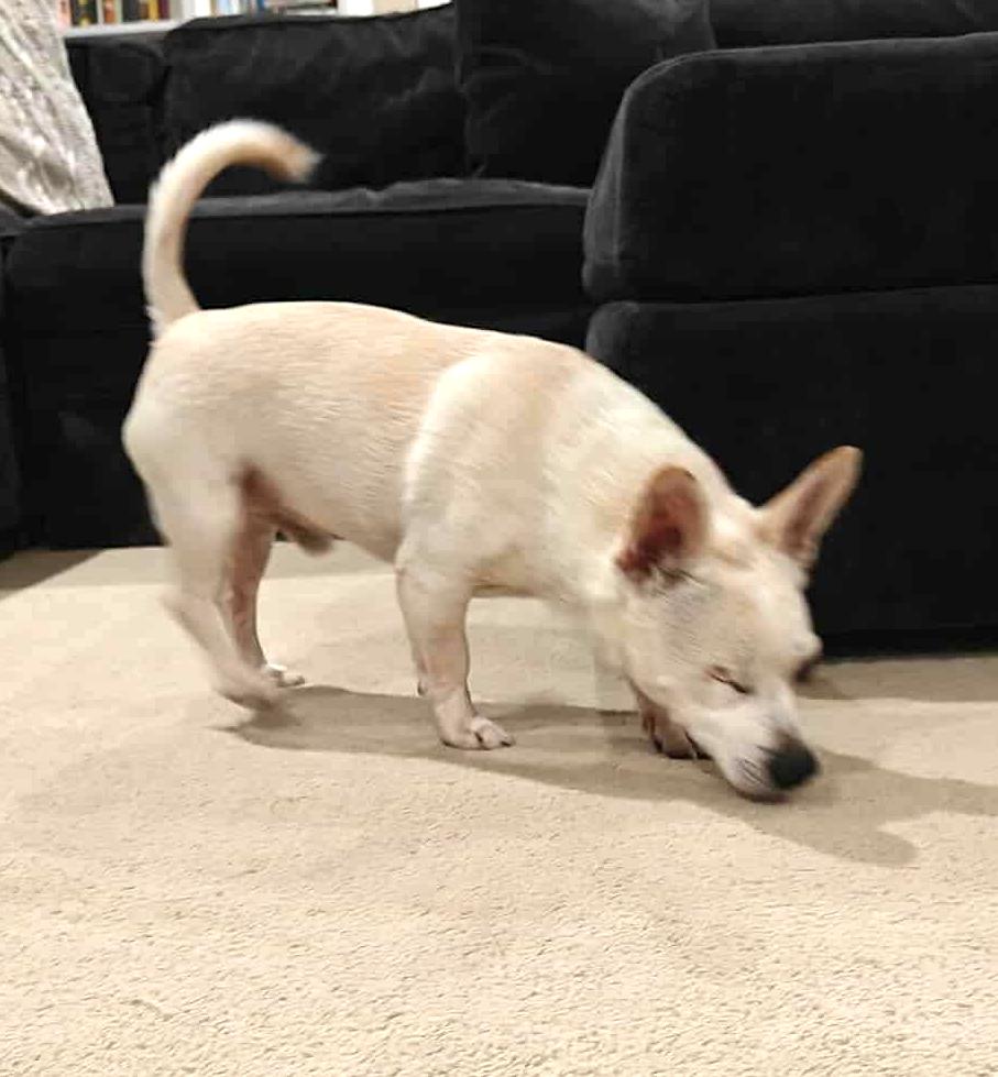 McDreamy, a Adoptable Chihuahua in Somerville, MA image 4/6