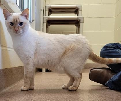 Coconut, Adoptable, Adult Female Domestic Short Hair & Domestic Short Hair.