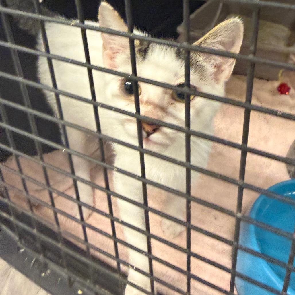 Enlarge Duckie Dale, a Adoptable Domestic Short Hair in Lake Panasoffkee, FL image 1/6