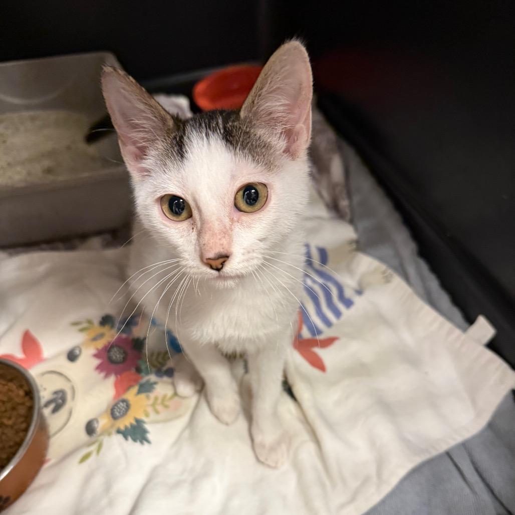 Enlarge Duckie Dale, a Adoptable Domestic Short Hair in Lake Panasoffkee, FL image 2/6