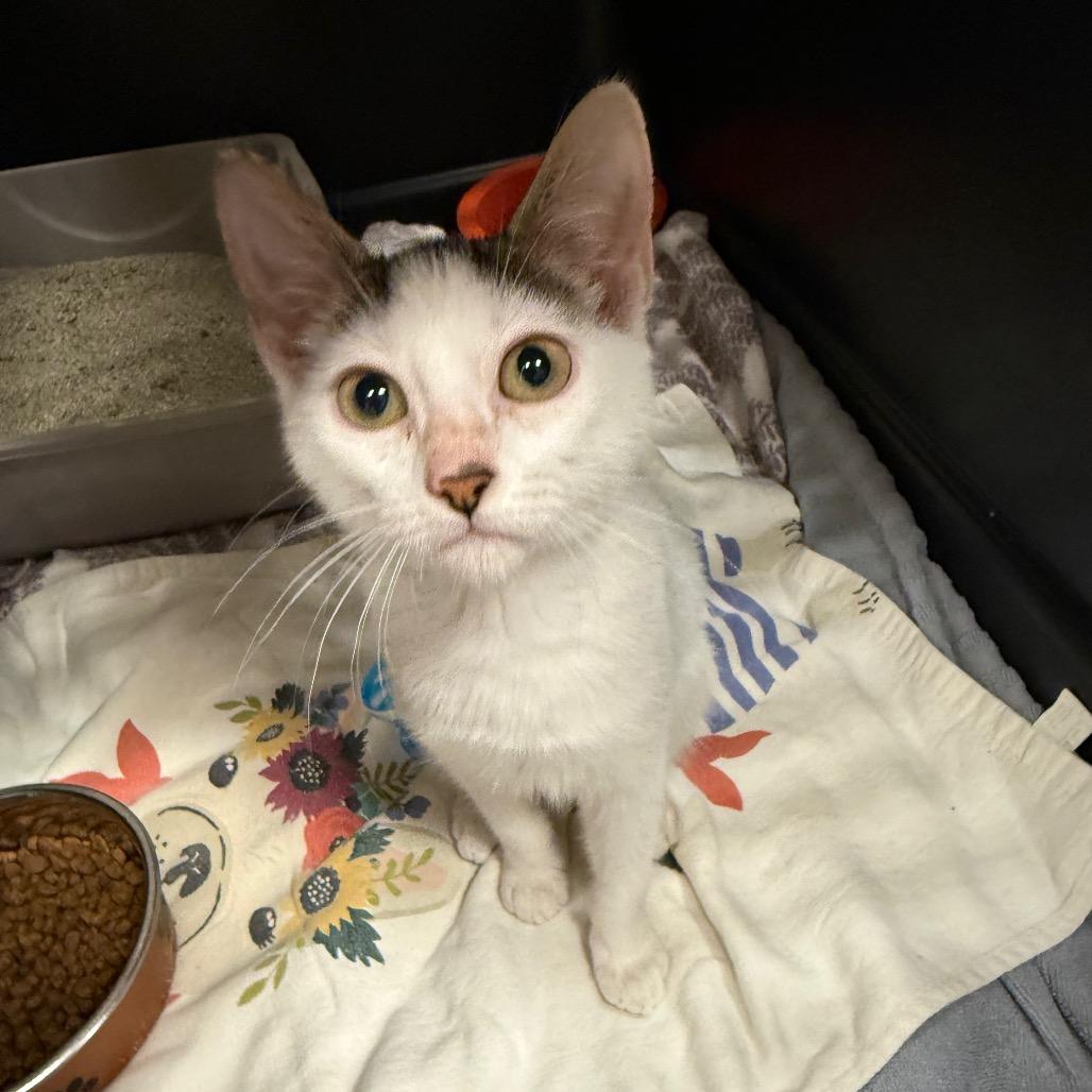 Enlarge Duckie Dale, a Adoptable Domestic Short Hair in Lake Panasoffkee, FL image 3/6