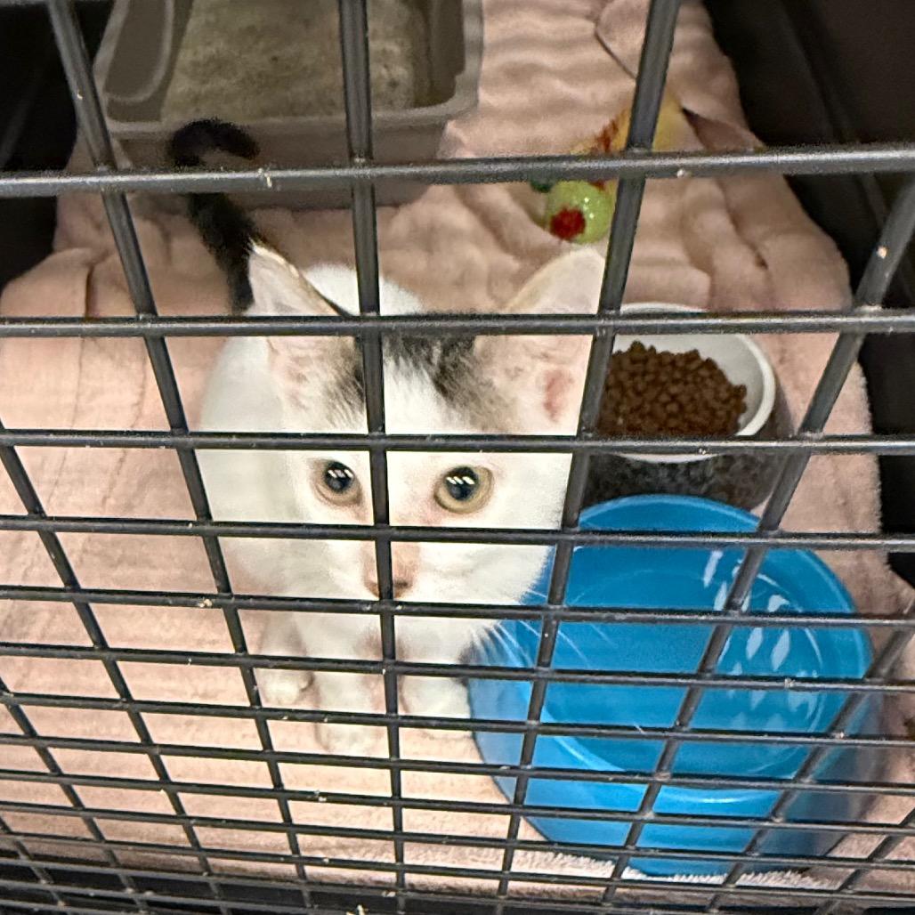 Enlarge Duckie Dale, a Adoptable Domestic Short Hair in Lake Panasoffkee, FL image 4/6