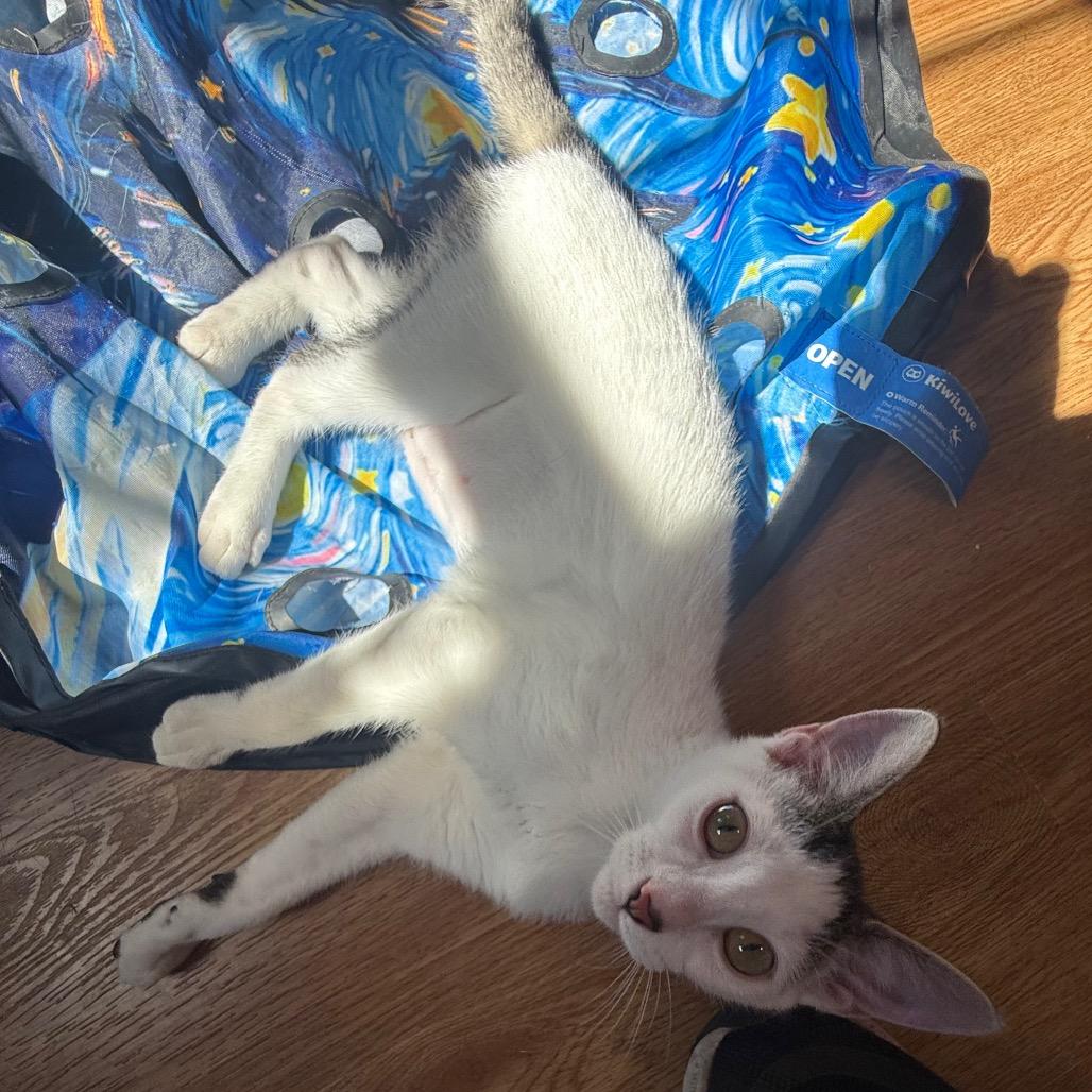 Enlarge Duckie Dale, a Adoptable Domestic Short Hair in Lake Panasoffkee, FL image 5/6