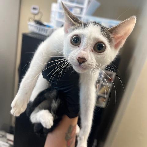 Enlarge Duckie Dale, a Adoptable Domestic Short Hair in Lake Panasoffkee, FL image 6/6