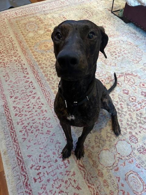 Enlarge TIGGER #3, a Adopted mixed breed in Chandler, AZ image 1/3