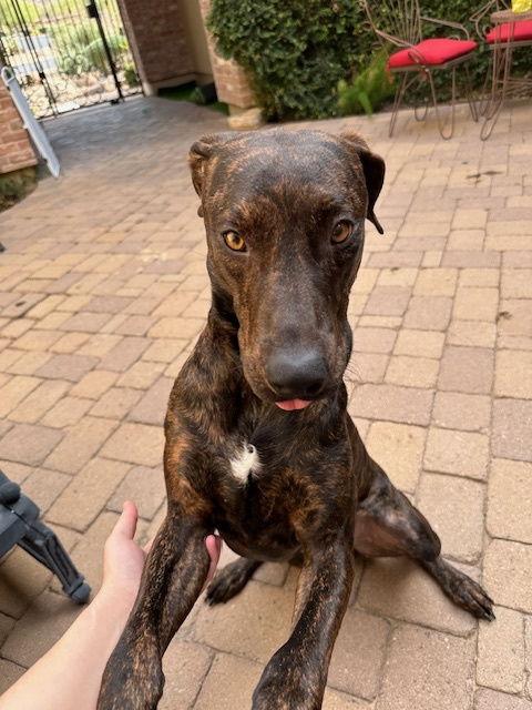 Enlarge TIGGER #3, a Adopted mixed breed in Chandler, AZ image 2/3