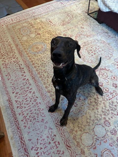 Enlarge TIGGER #3, a Adopted mixed breed in Chandler, AZ image 3/3