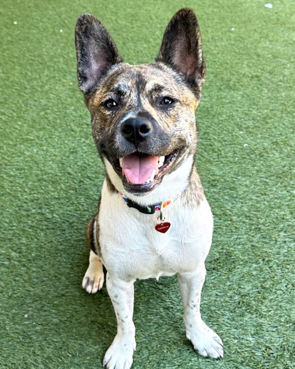 Enlarge Bernie, a Adoptable mixed breed in Novato, CA image 2/6