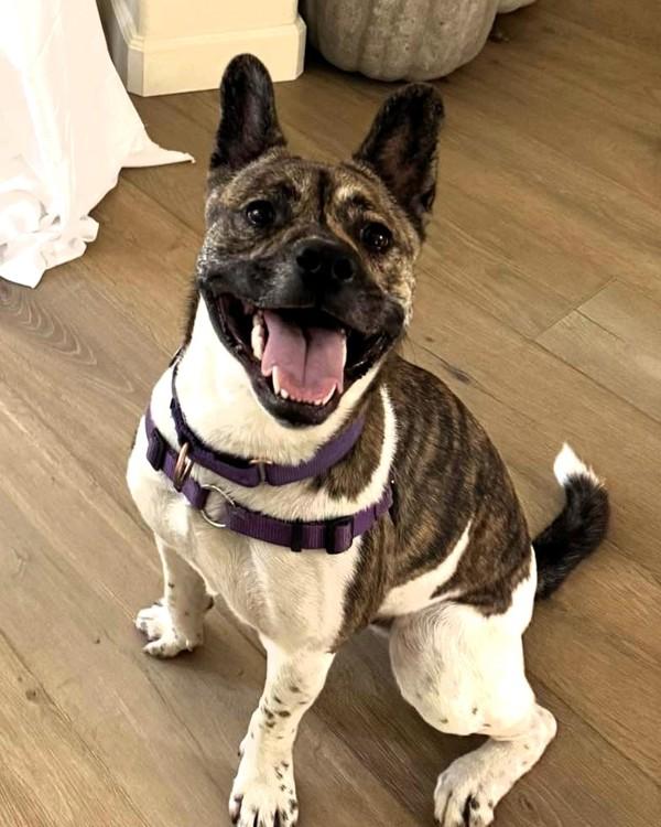 Enlarge Bernie, a Adoptable mixed breed in Novato, CA image 3/6