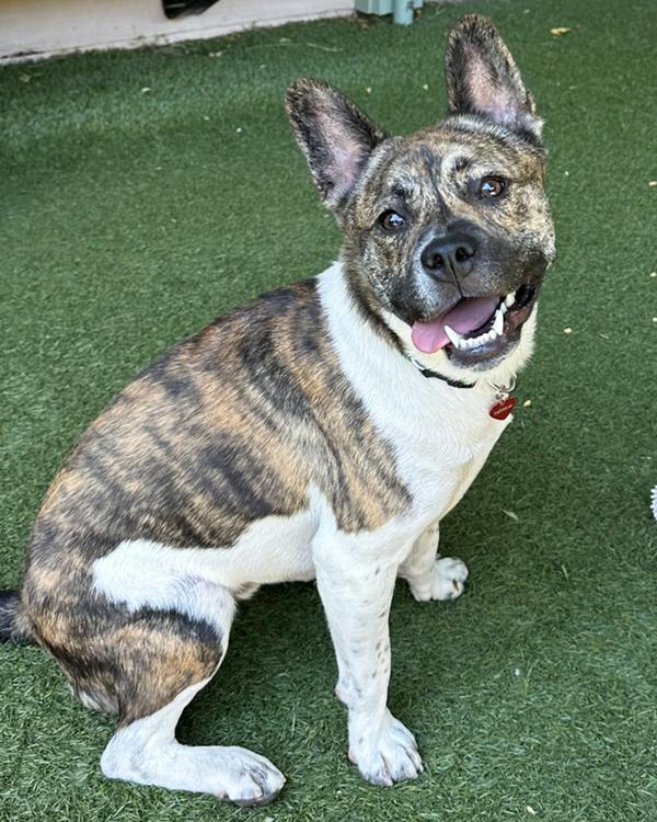 Enlarge Bernie, a Adoptable mixed breed in Novato, CA image 4/6