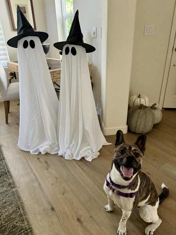 Enlarge Bernie, a Adoptable mixed breed in Novato, CA image 5/6