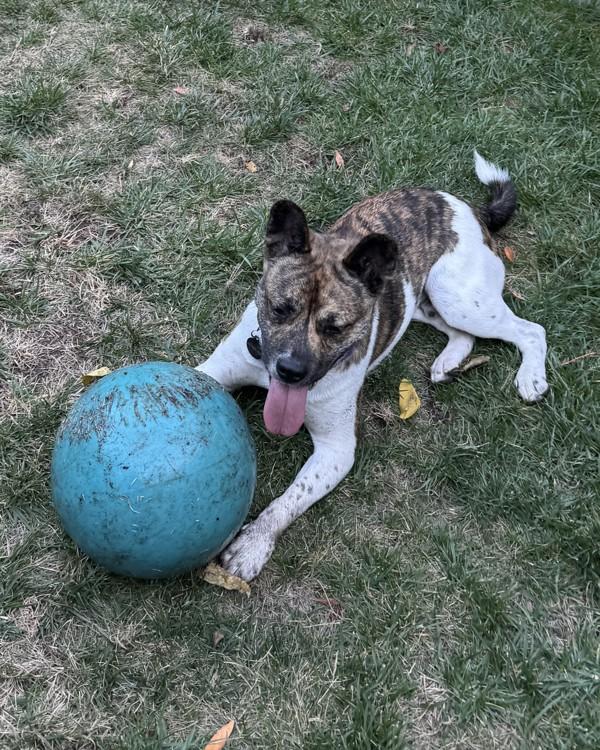 Enlarge Bernie, a Adoptable mixed breed in Novato, CA image 6/6