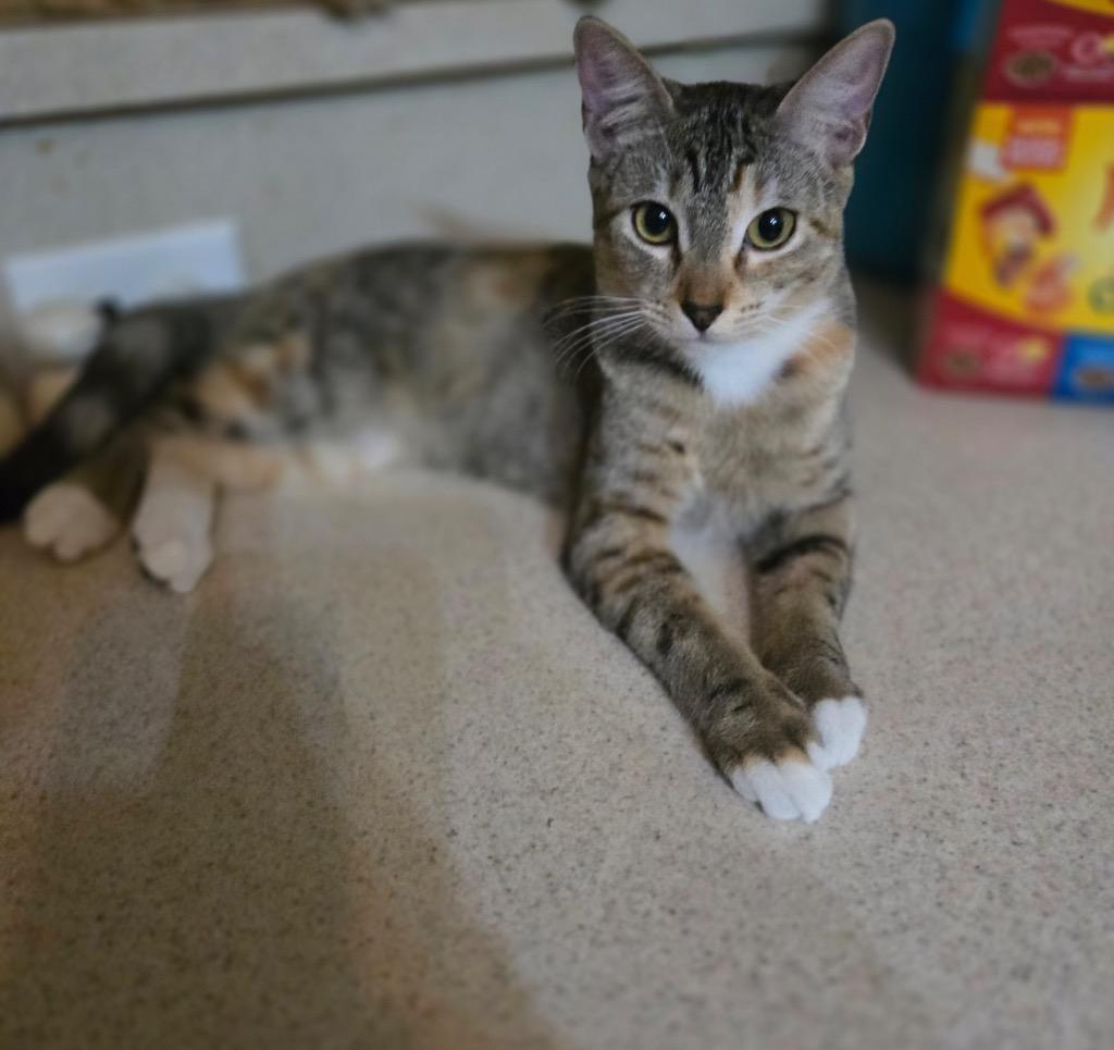 Everly, Adoptable, Young Female Tabby.
