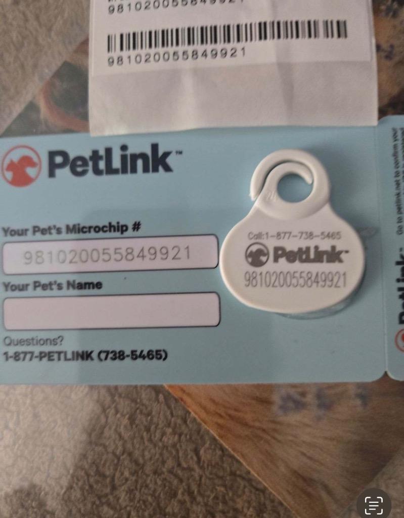 Enlarge Everly, a Adoptable Tabby in Spring, TX image 2/6