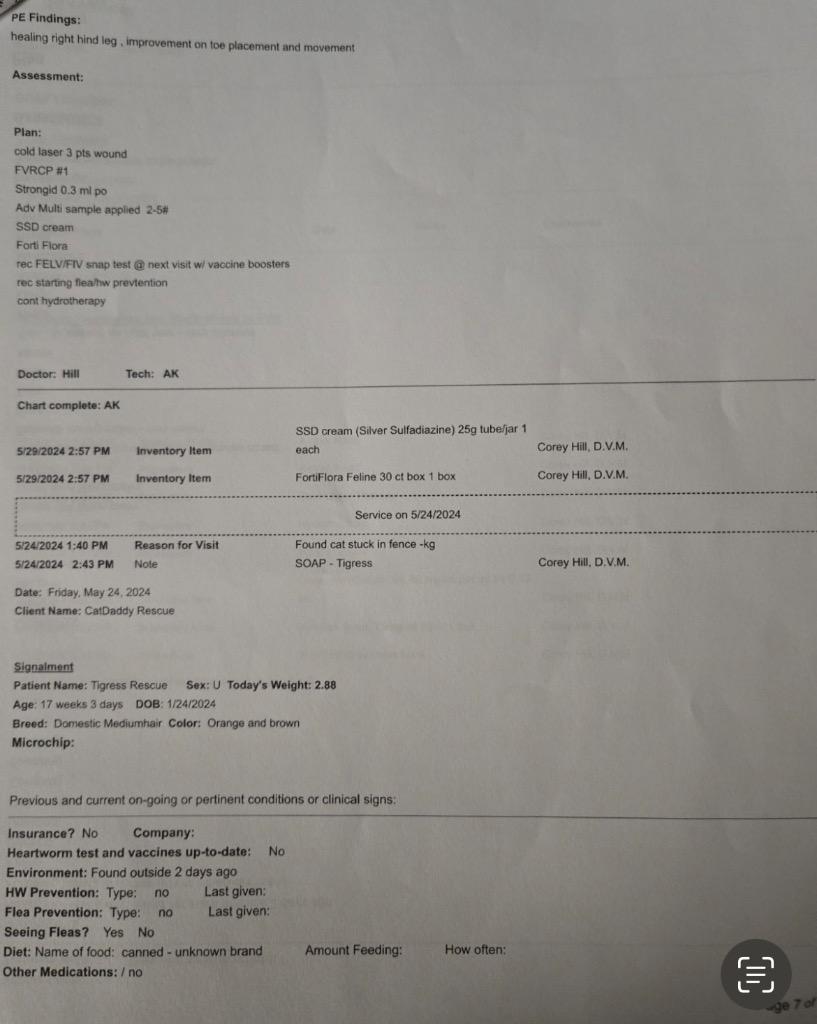 Enlarge Everly, a Adoptable Tabby in Spring, TX image 3/6