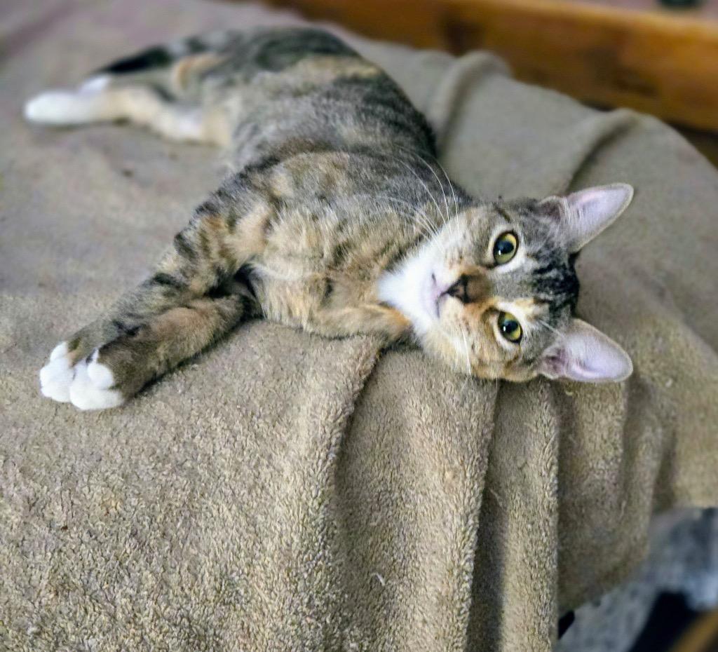 Enlarge Everly, a Adoptable Tabby in Spring, TX image 4/6