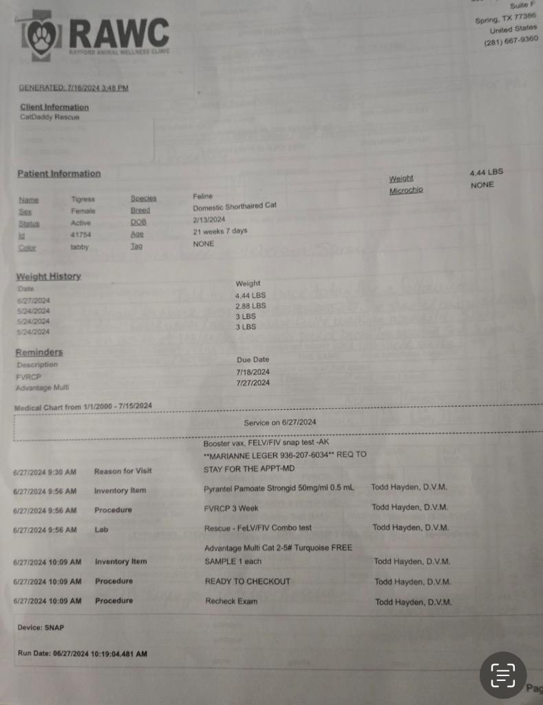 Enlarge Everly, a Adoptable Tabby in Spring, TX image 5/6