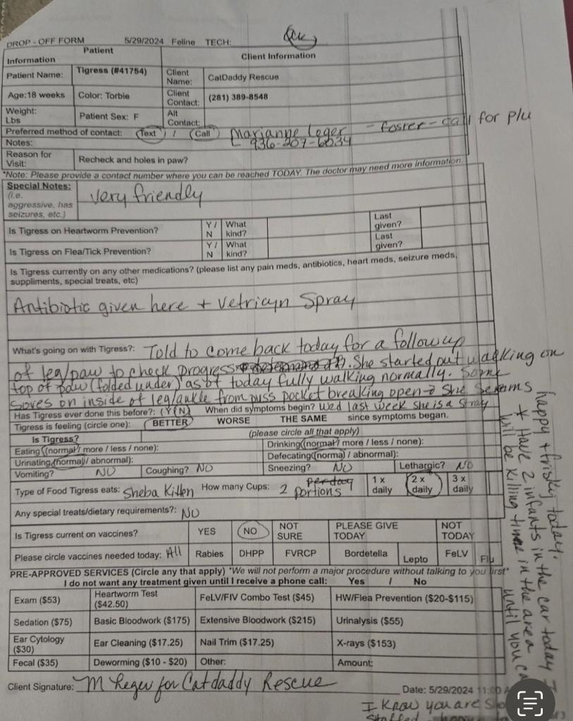 Enlarge Everly, a Adoptable Tabby in Spring, TX image 6/6