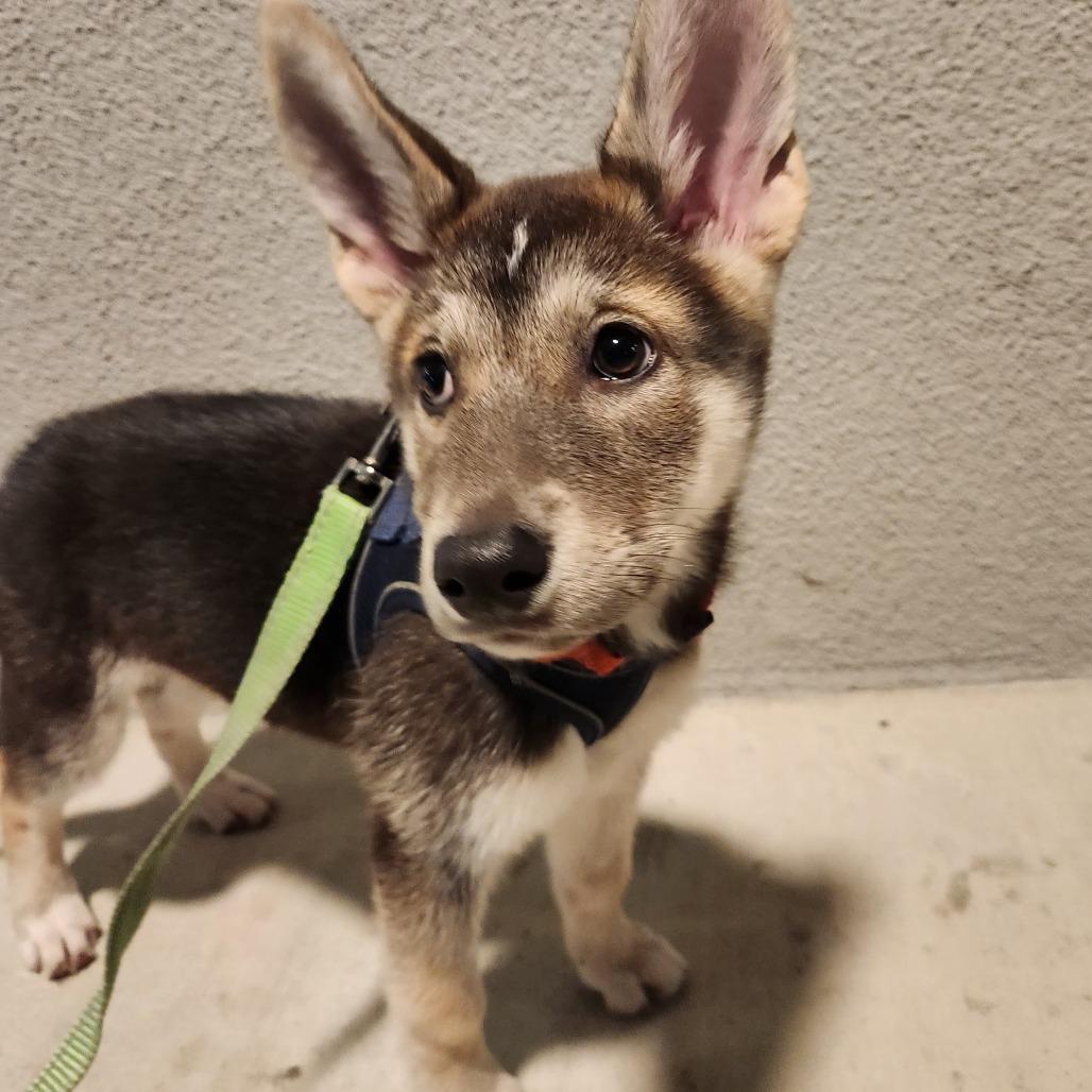 Enlarge Chica, a Adoptable Husky in Pacifica, CA image 1/1