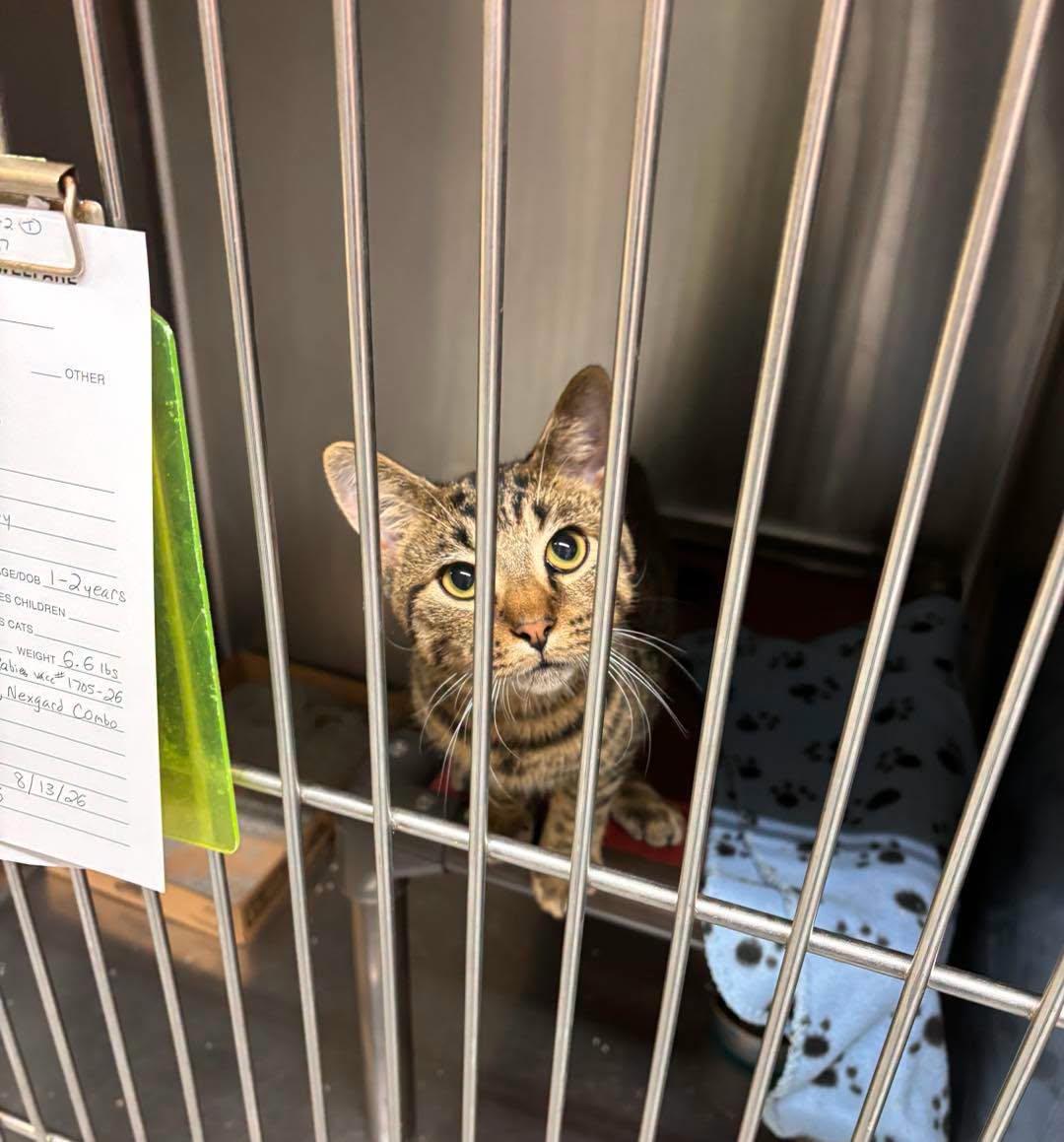 Enlarge Temp, a ADOPTABLE Domestic Short Hair in Stillwater, OK image 1/1