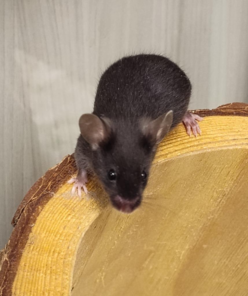 Enlarge Versailles, a Adoptable Mouse in Grand Forks, ND image 1/1