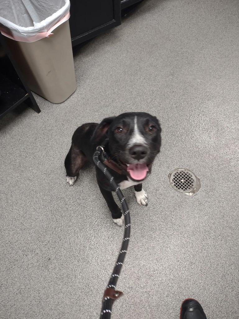 Skippy, Adoptable, Puppy Male Pit Bull Terrier & Labrador Retriever.