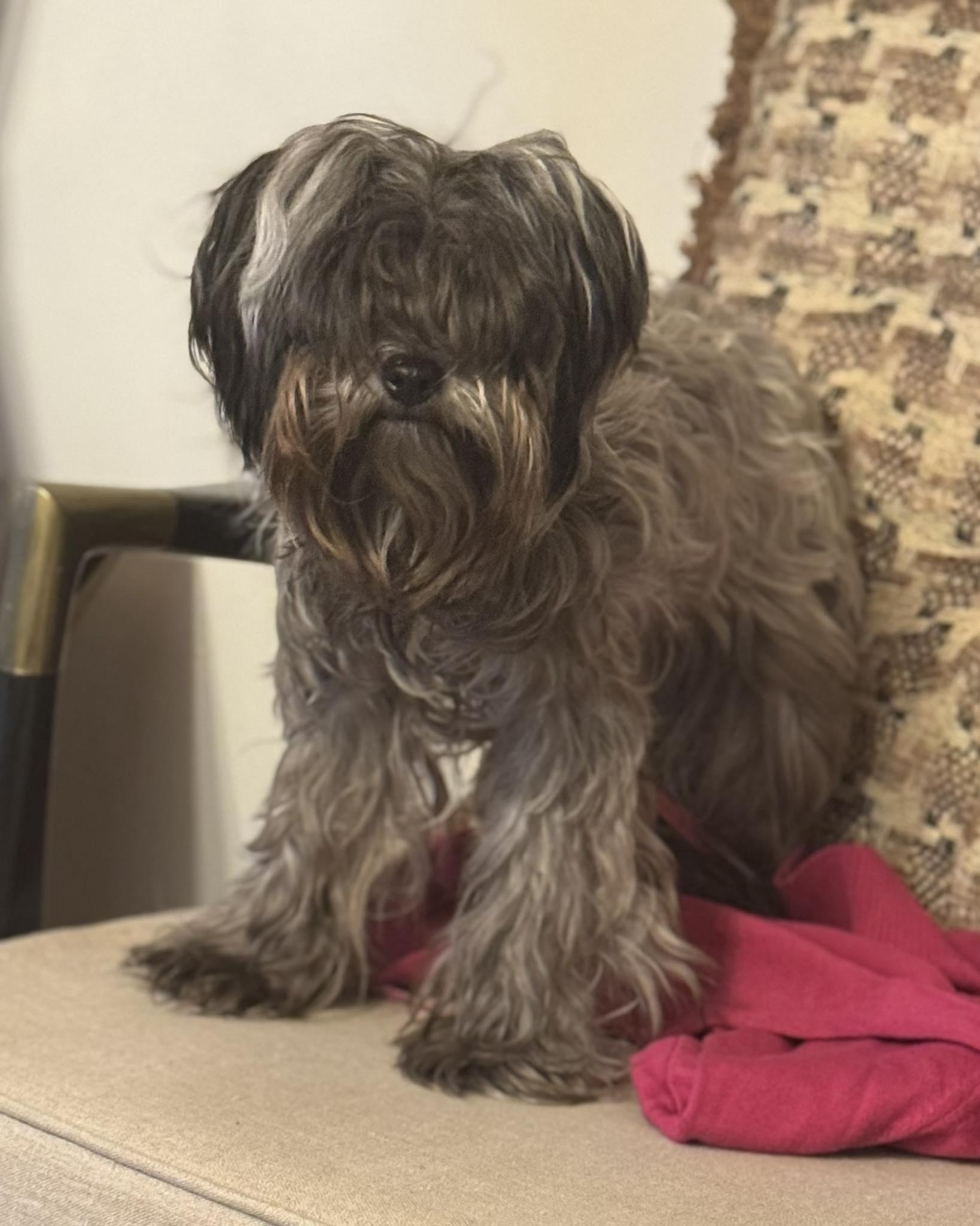 Roxy, adopted, Young Female Maltipoo.