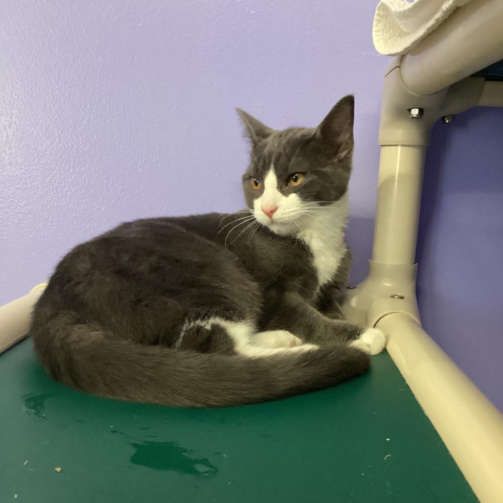 Junior, a Adoptable Domestic Short Hair in Pittsford, VT image 1/2