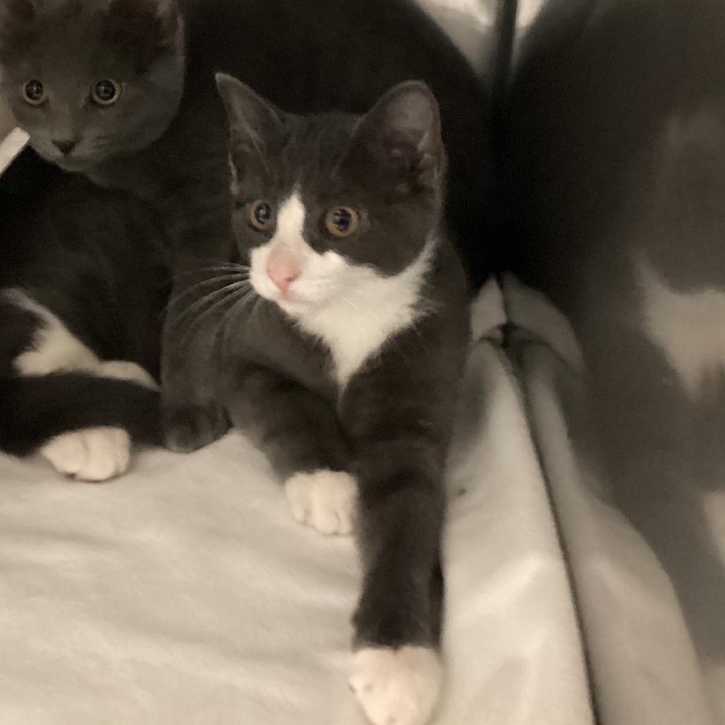 Junior, a Adoptable Domestic Short Hair in Pittsford, VT image 2/2