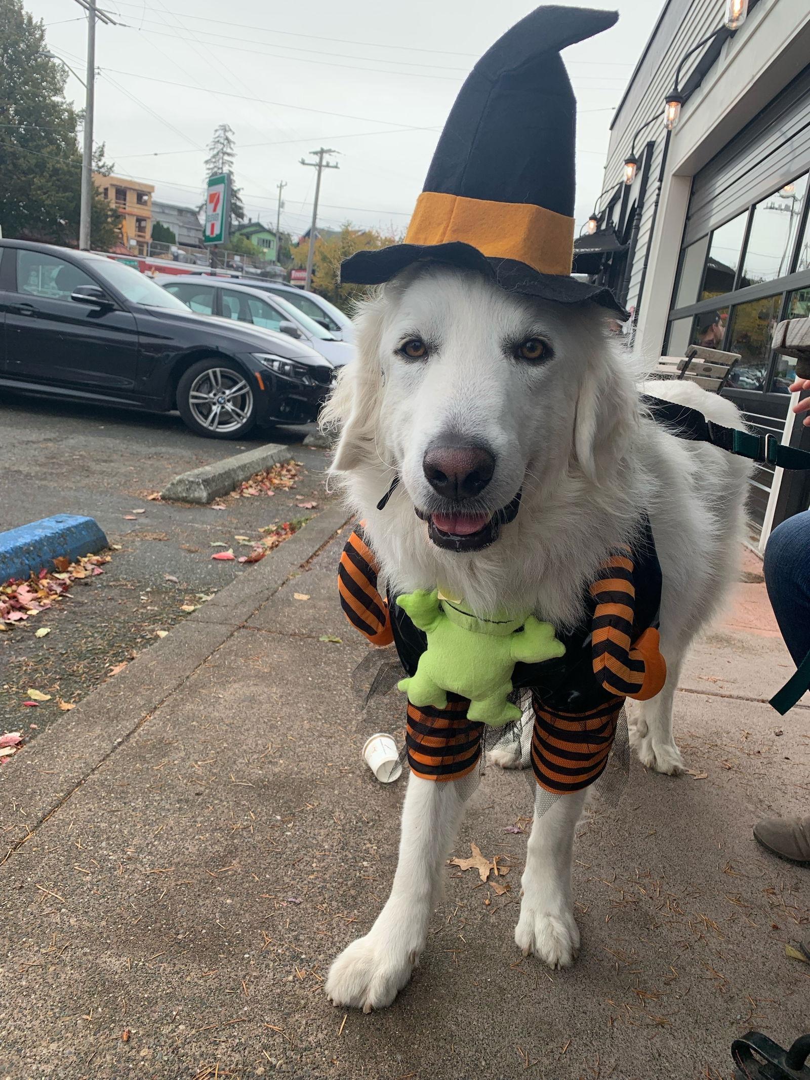Enlarge Howie, a ADOPTABLE Great Pyrenees in Seattle, WA image 3/6