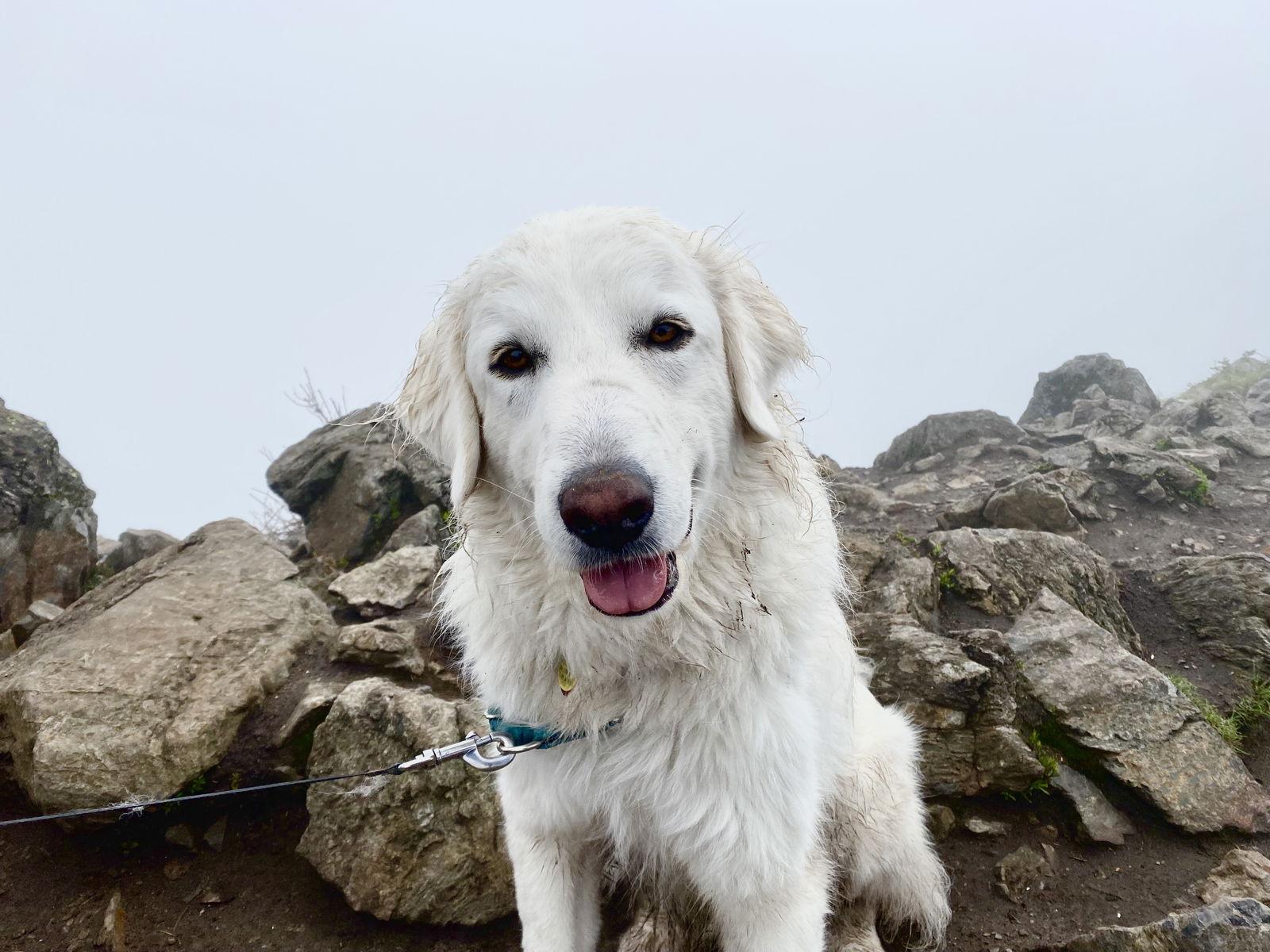 Enlarge Howie, a ADOPTABLE Great Pyrenees in Seattle, WA image 4/6