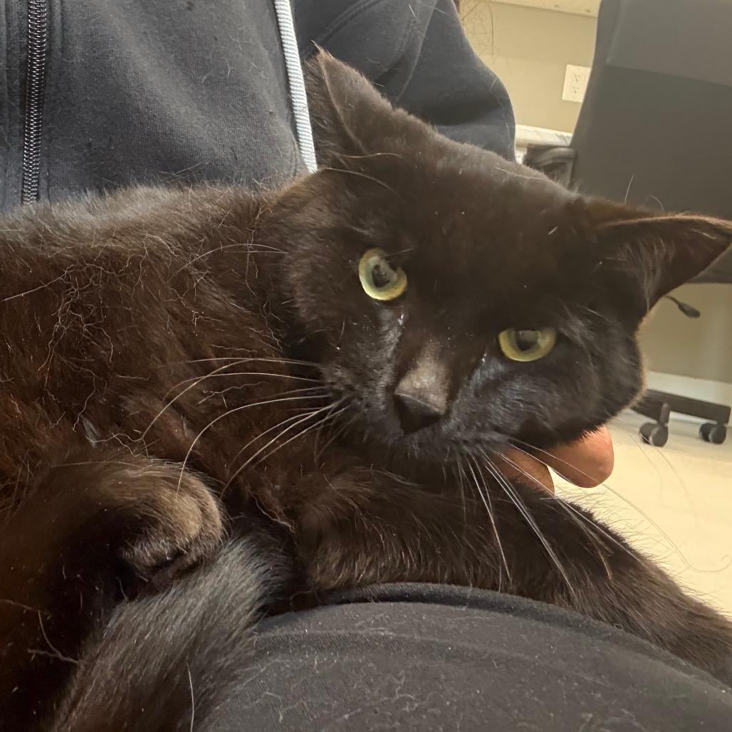 Enlarge Scorpio, a Adoptable Domestic Short Hair in Puslinch, ON image 1/6