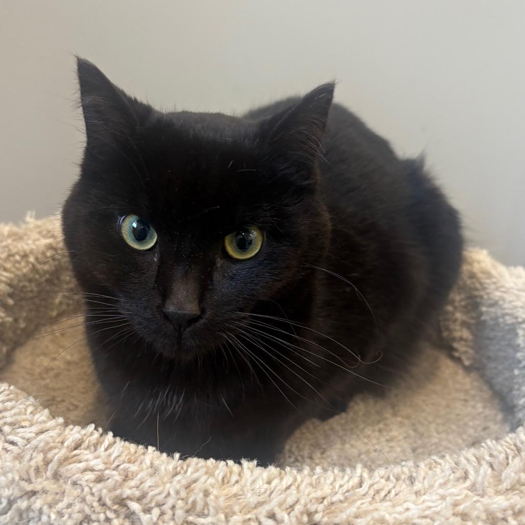Enlarge Scorpio, a Adoptable Domestic Short Hair in Puslinch, ON image 2/6