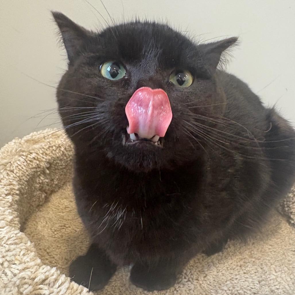 Enlarge Scorpio, a Adoptable Domestic Short Hair in Puslinch, ON image 3/6